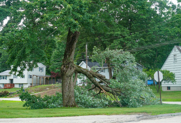 Best Dead Tree Removal  in Belmond, IA